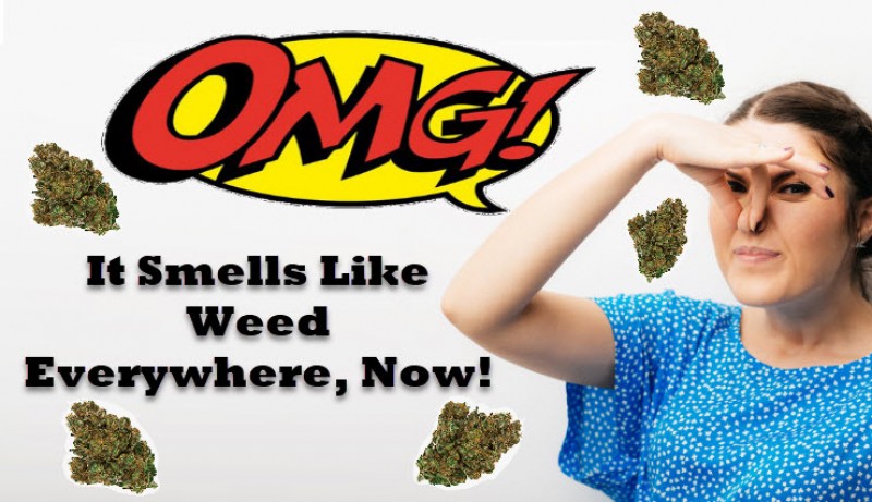 smells like weed everywhere now