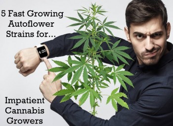 I Need Weed Today! 5 Fast Growing Autoflower Strains for Impatient Cannabis Growers