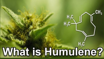 Humulene: The Cancer-Fighting and Brain-Protecting Terpene