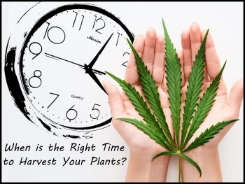 How Do You Know the Right Time to Harvest Your Cannabis Plants?