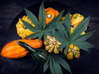 8 Cannabis Strains For Thanksgiving