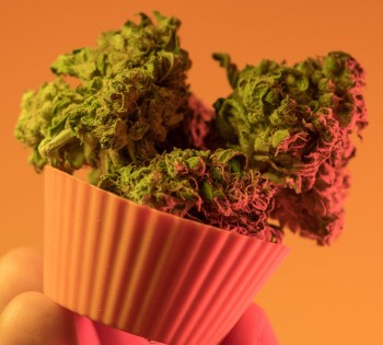 How Many Edibles Should You Eat? - The Guide to Correct Edible Dosing