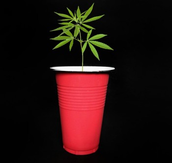 The Solo Cup Grow-lympics - A New Cannabis Grower Challenge Anyone Can Do!