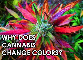 Why Does Cannabis Change Colors?