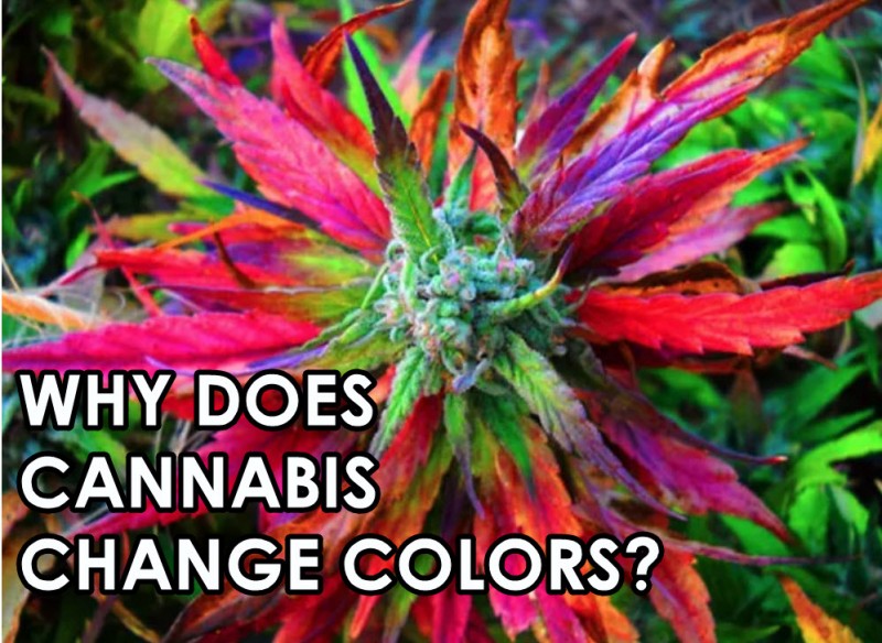 cannabis colors