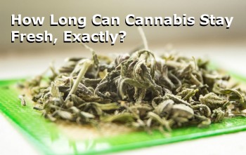 How Long Does Cannabis Stay Fresh?