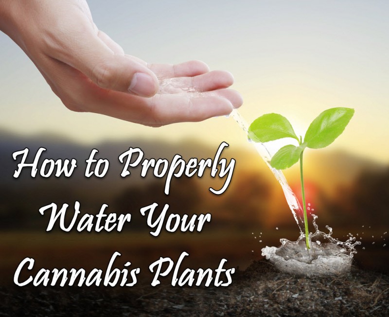 how do you water marijuana plants