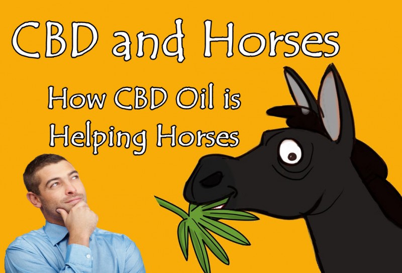 cbd oil horses