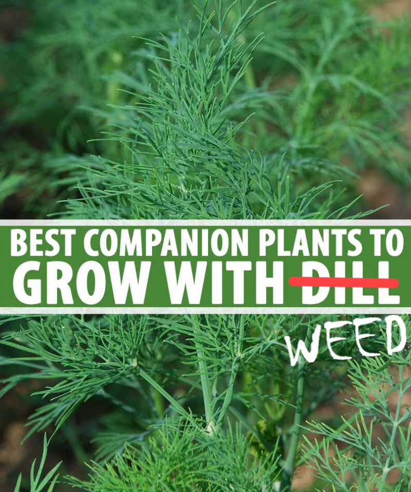 companion plants for outdoor grows