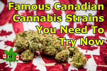 Famous Canadian Cannabis Strains That Are To Die For
