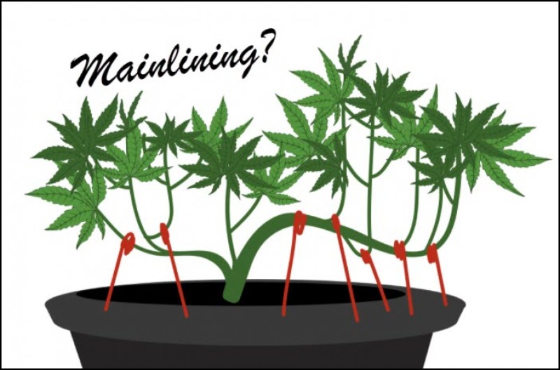 Mainlining cannabis plants