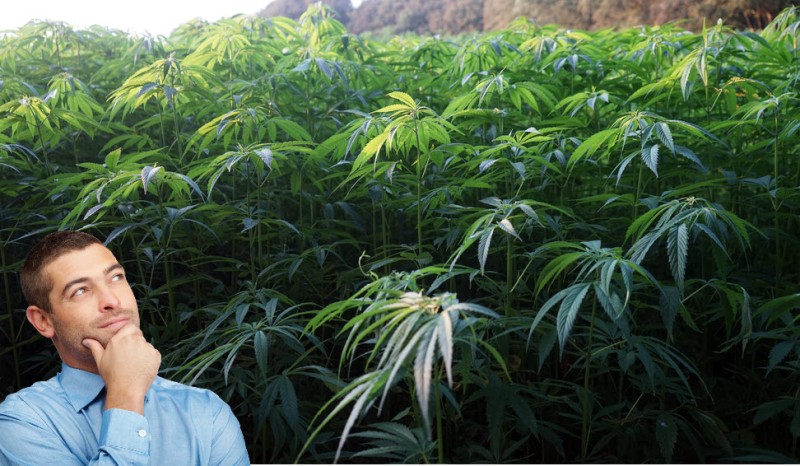 Thailand gives away cannabis plants