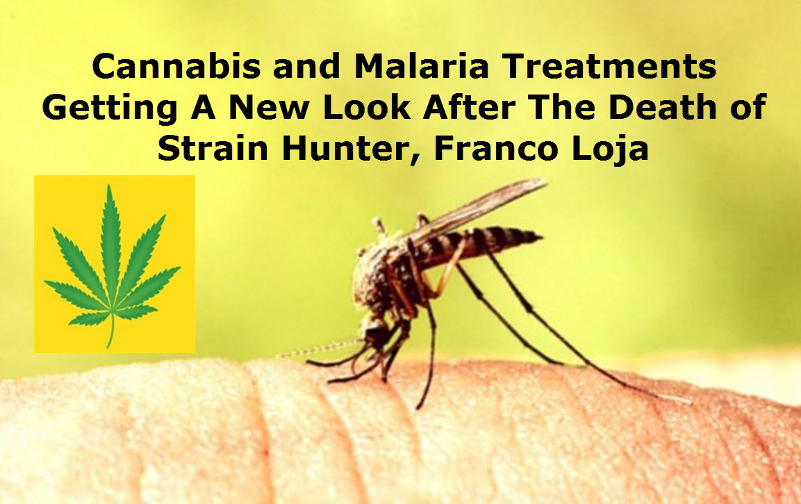 Cannabis for Malaria Has A Long History