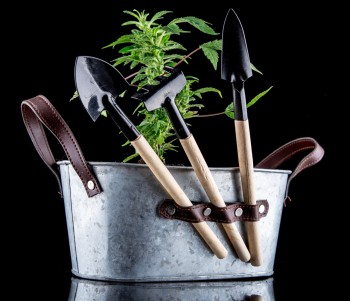 Sustainable Cannabis - How to Find It and Why You Need to Start Caring