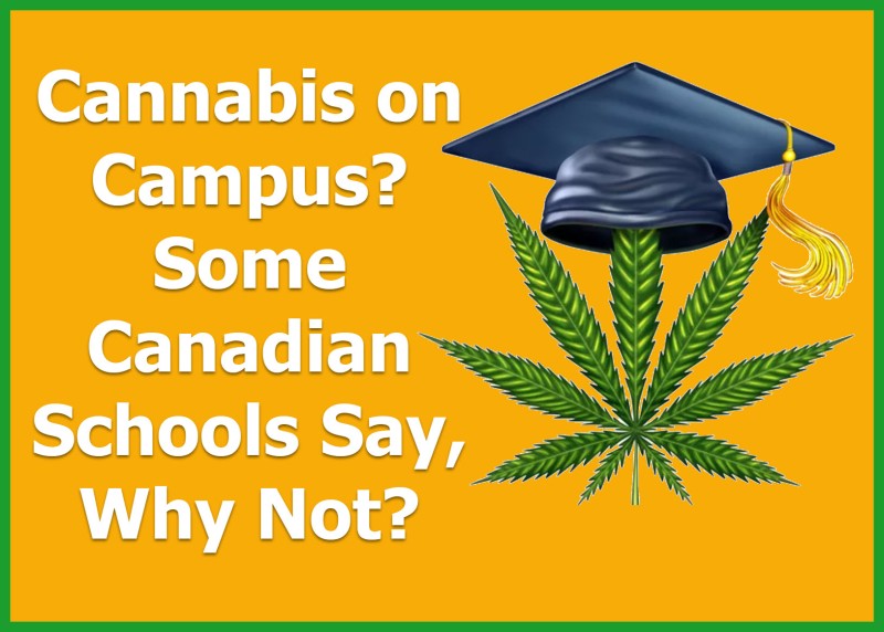 cannabis on campus