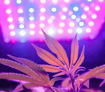 Do UV Lights Boost the THC Levels in Your Cannabis Plants?