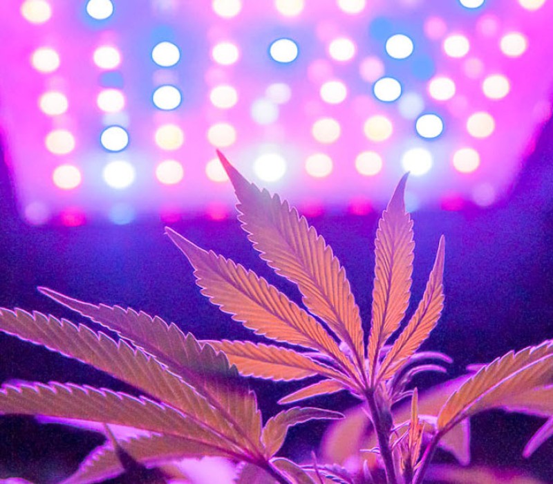 UV lights for marijuana plants