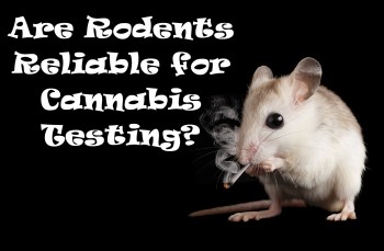 Are Rodents Reliable for Cannabis Testing?