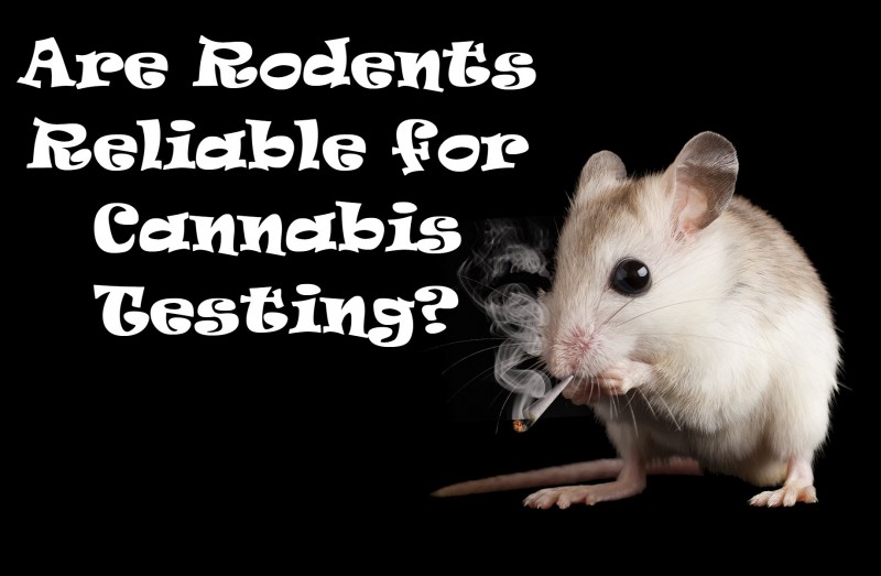 rodents testing marijuana