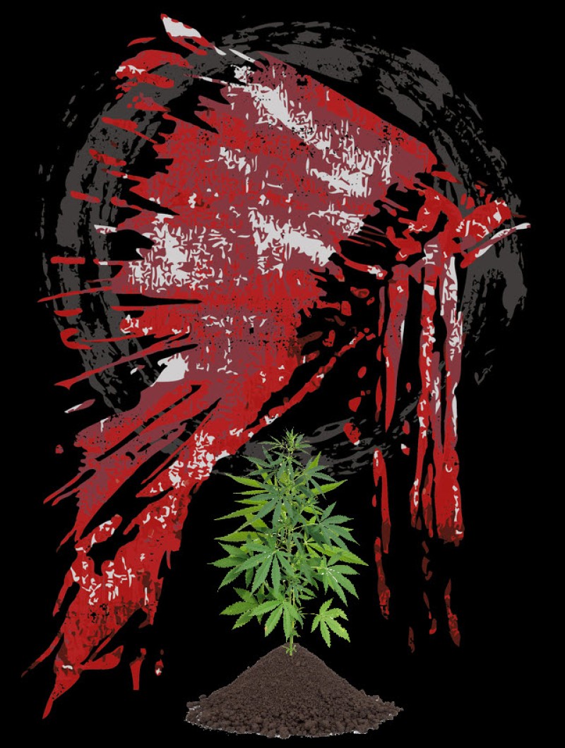 Native American tribes in marijuana