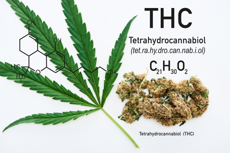 Highest THC strains