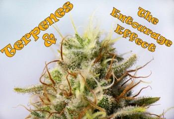 Terpenes and the Entourage Effect - You Can't Have One Without the Other