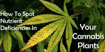 How To Spot Nutrient Deficiencies In Your Cannabis Plants