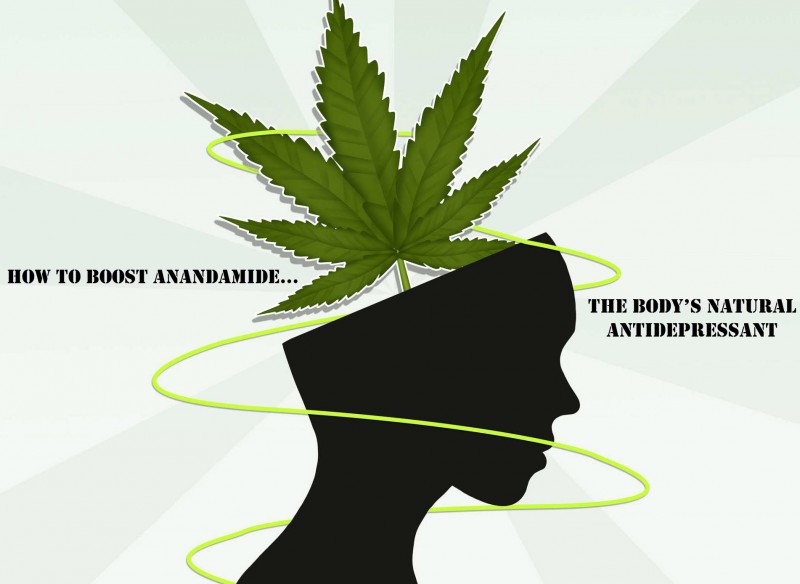 Anandamide and cannabis