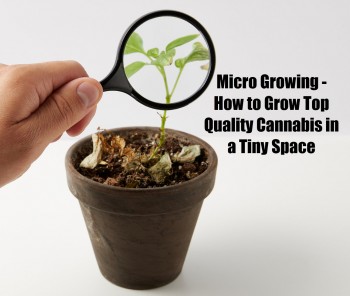 Micro Growing - How to Grow Top Quality Cannabis in a Tiny Space