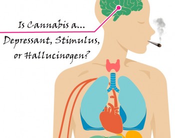 Is Cannabis a Depressant, Stimulus, or Hallucinogen?