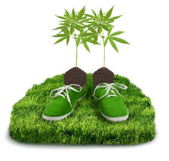 Can Growing Cannabis Be Carbon-Negative? - UK Firm Plans World's First Carbon-Negative Marijuana Grow