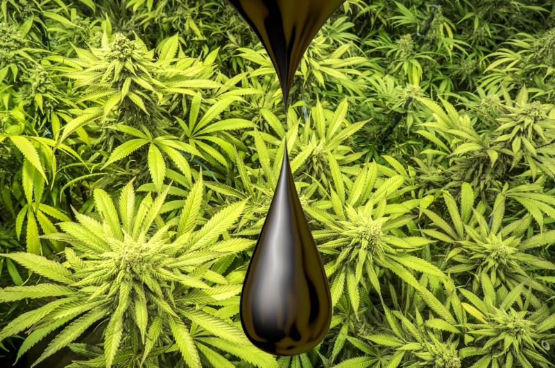 Molasses for cannabis plants