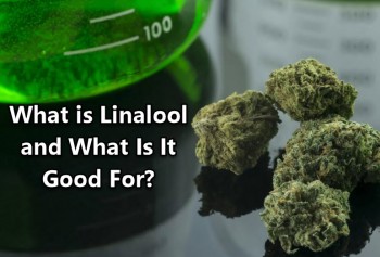 What is Linalool and What Is It Good For?