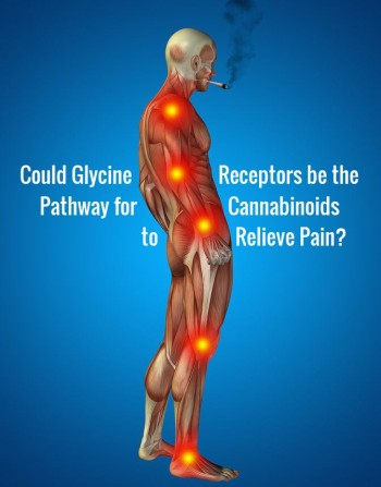 Could Glycine Receptors be the Pathway for Cannabinoids to Relieve Pain?