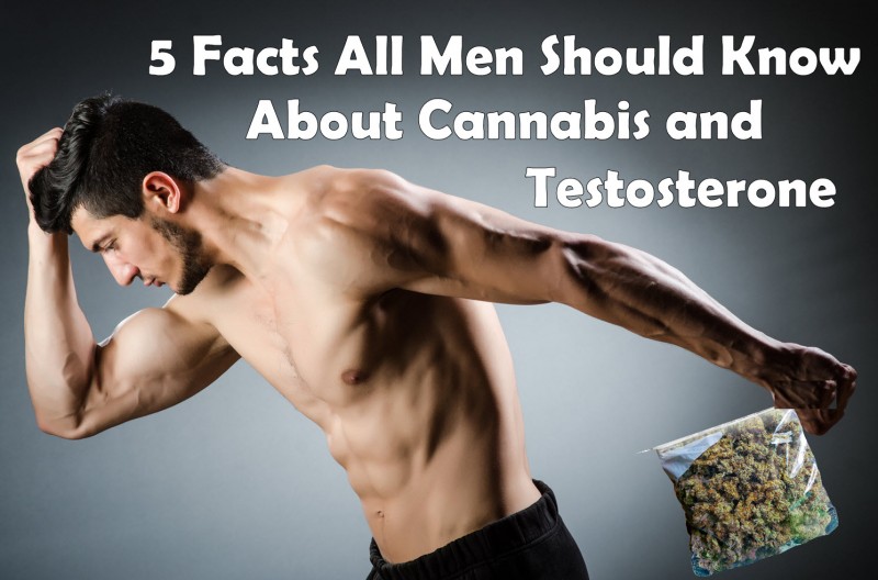 cannabis and testosterone