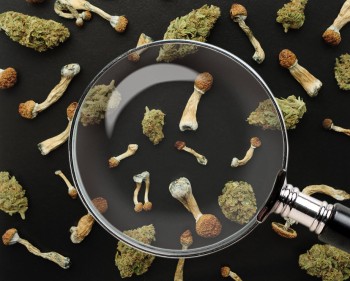 CannaShrooms - A Closer Look at the Ever-Increasing Cannabis-Mushroom Products Hitting the Market Soon
