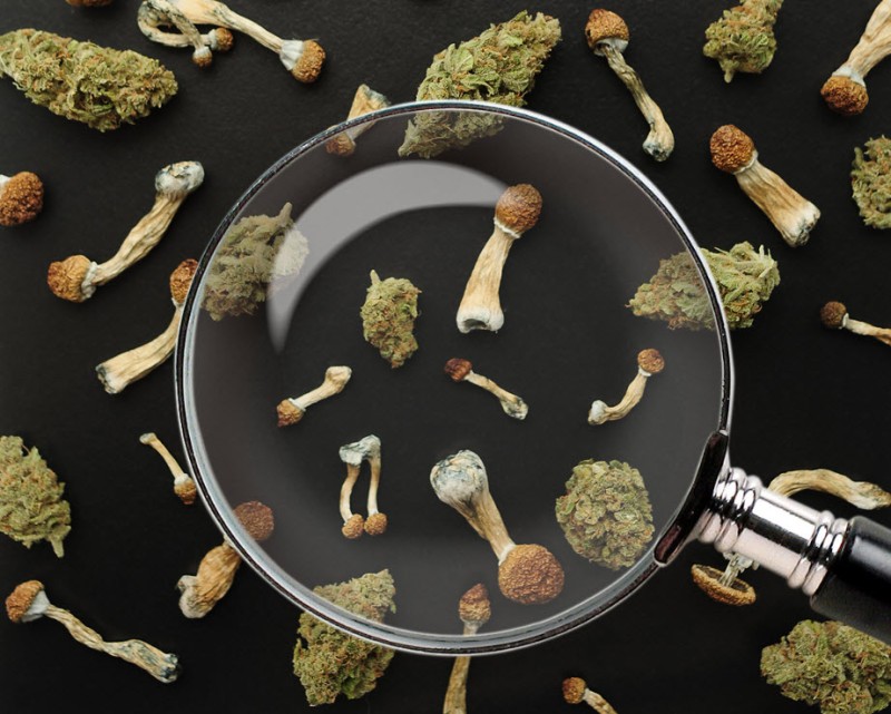 cannabis mushroom products