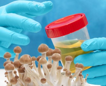 How Long Do Magic Mushrooms (Psilocybin) Stay in Your System?