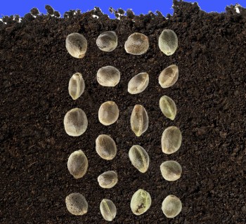 What are the Easiest Cannabis Seeds to Grow for Beginners?