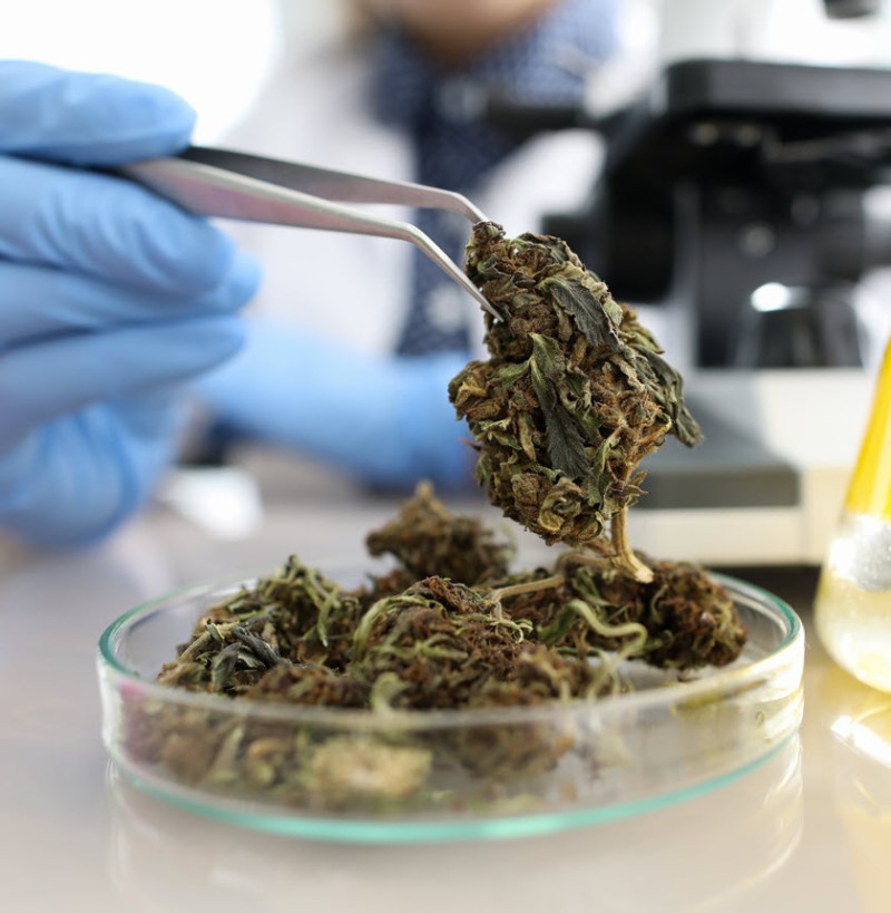 marijuana lab test cheating