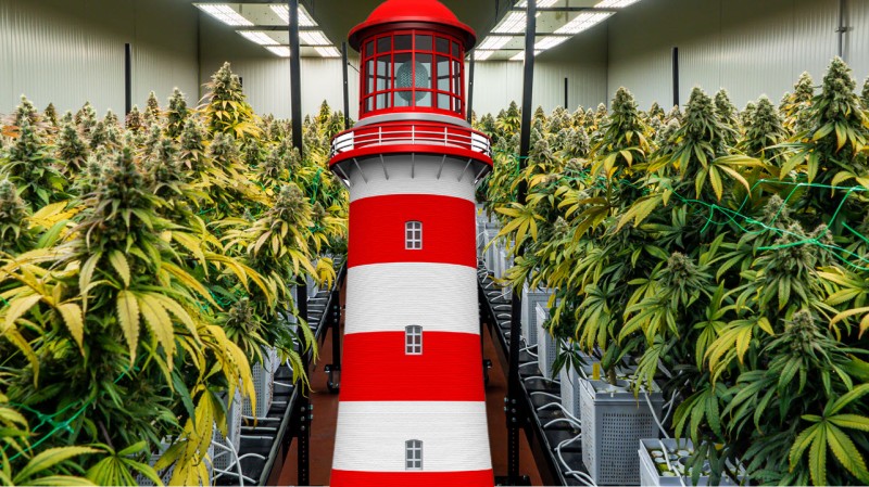 lighthousing cannabis