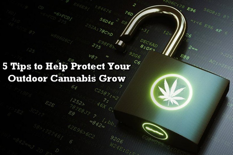protect your outdoor cannabis grow