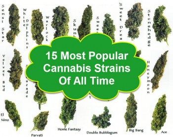 15 Most Popular Cannabis Strains Of All Time