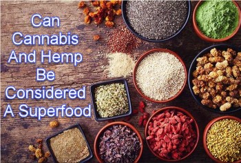 Can Cannabis And Hemp Be Considered A Superfood?