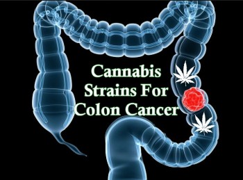 Cannabis Strains For Colon Cancer Patients