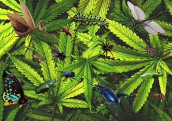 Harvesting Your Cannabis Plants and You Find Bugs - Here is What You Can Do!