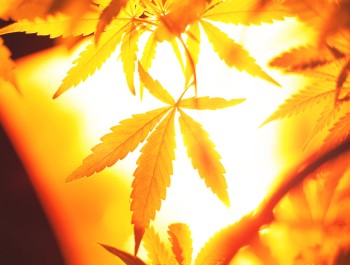 The Cannabis Grow Light Battle - LED or HPS?