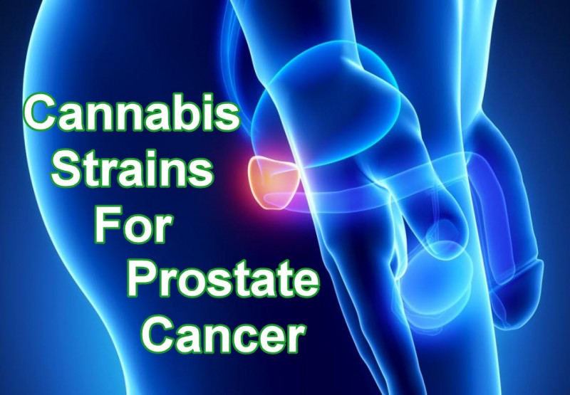 cannabis prostate cancer