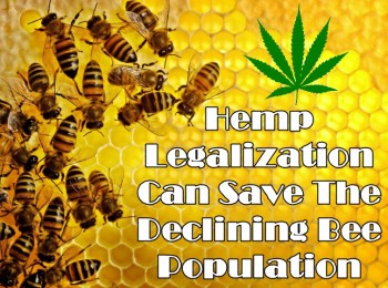 Hemp Legalization Can Save The Declining Bee Population