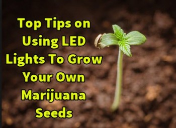 Top Tips on Using LED Lights To Grow Your Own Marijuana Seeds